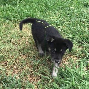 Meet your Posher, Kevar